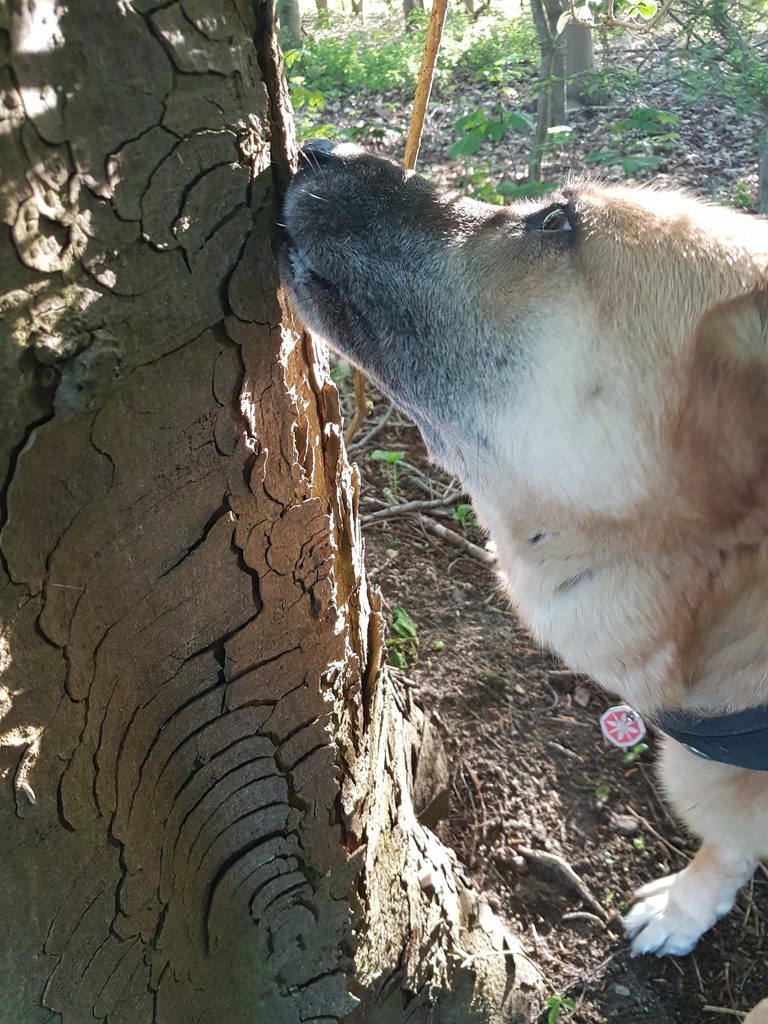 Hund bei Nasenarbeit an einem Baum