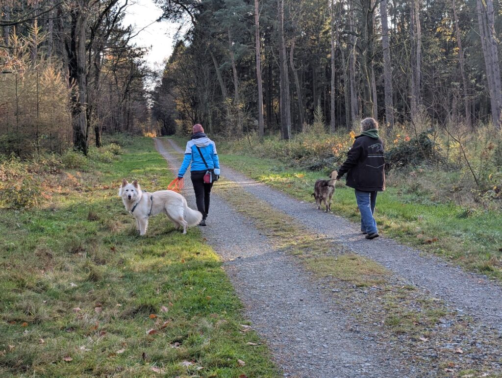 Mensch-Hund-Team beim individuellen Training auf einem Waldweg