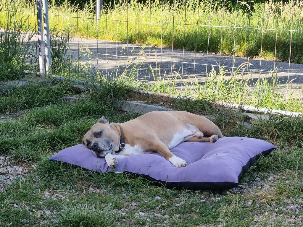 Hund entspannt auf einem Kissen im Außenbereich