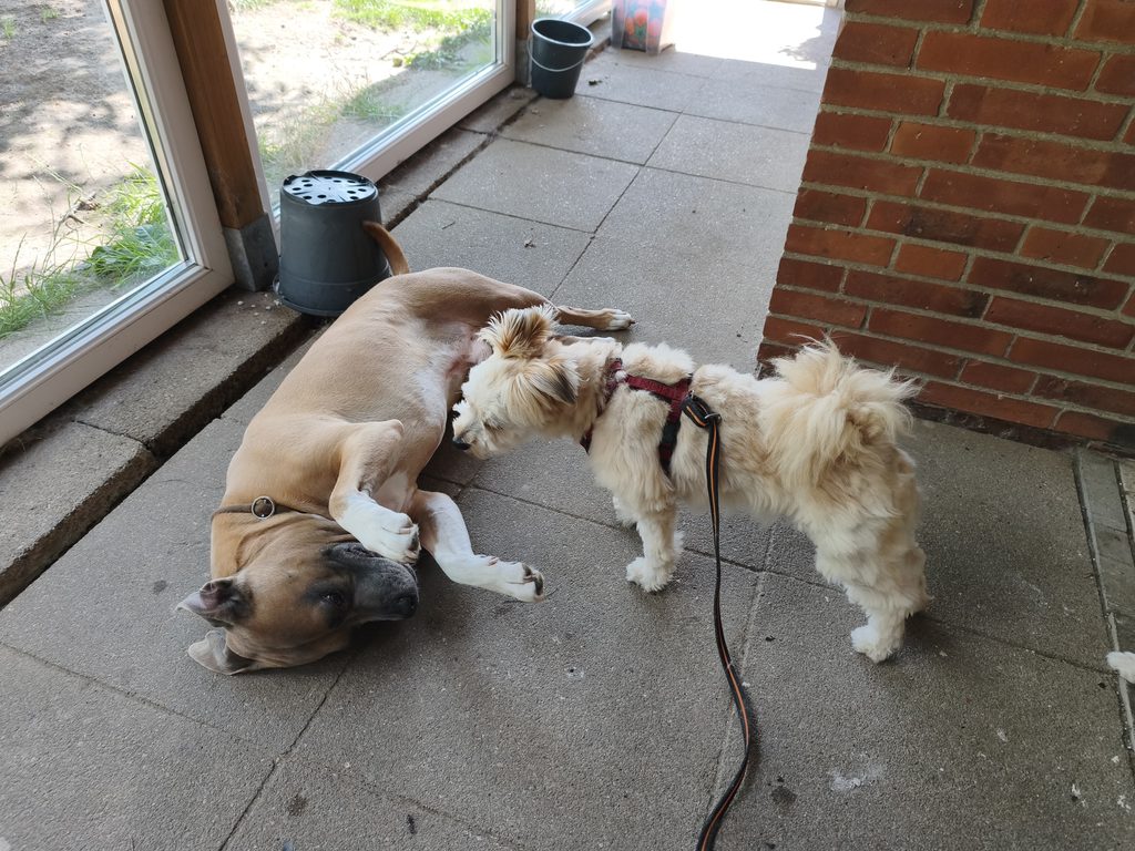 Großer und kleiner Hund beim Kennenlernen in der Hundepension