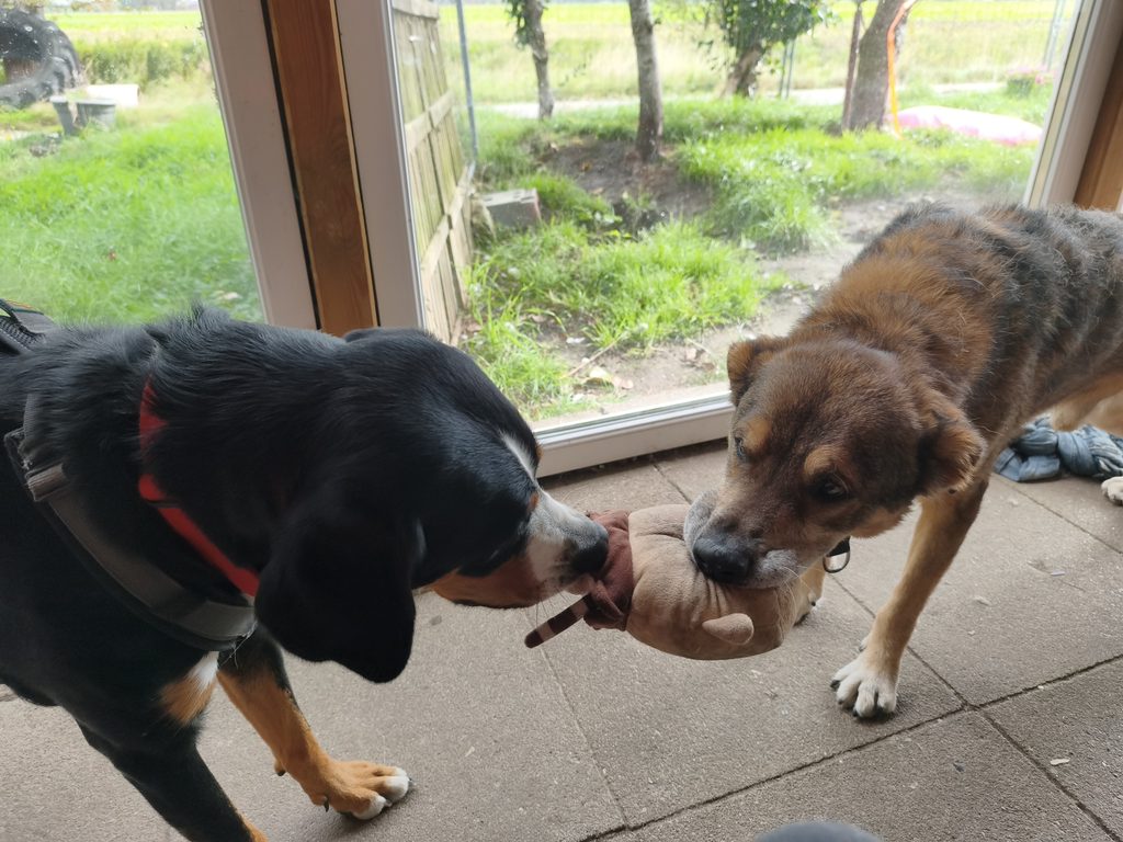 Zwei Hunde spielen gemeinsam mit einem Spielzeug