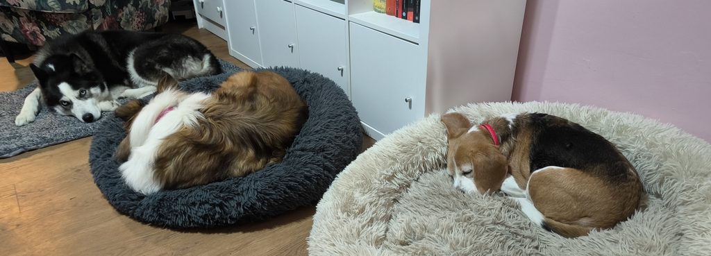 Drei Hunde ruhen gemeinsam in ihren Hundebetten
