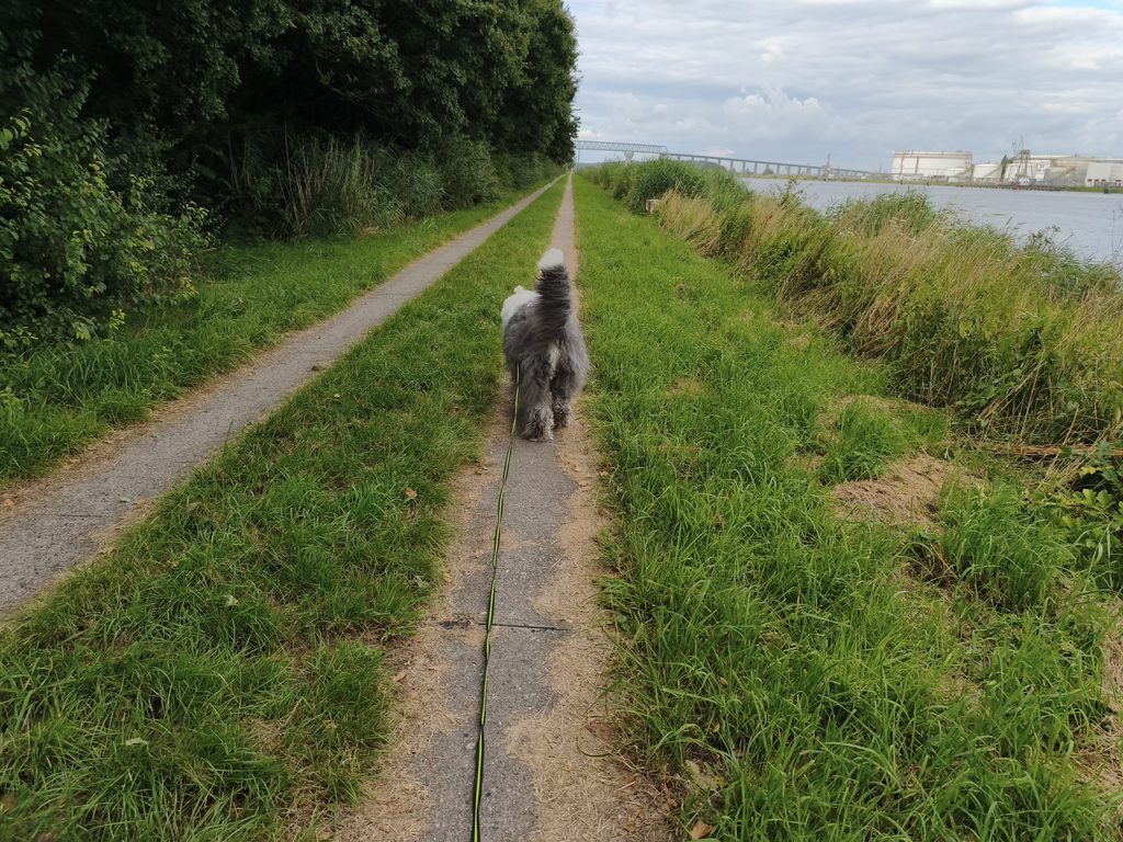 Hund beim gemeinsamen Spaziergang 