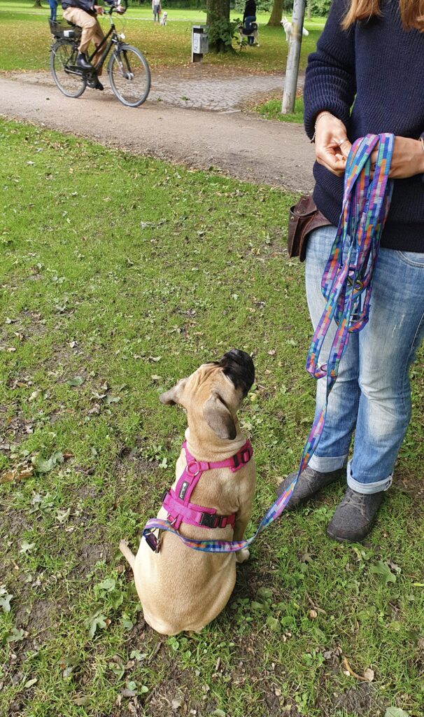 Junger Hund mit seiner Halterin in einem belebten Park