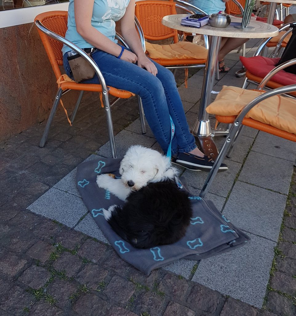 Welpe ruht auf einer Decke im Café
